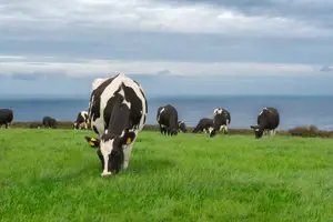 Irish dairy’s green advantage