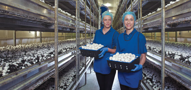 Codd Mushrooms staff at the Codd Mushroom plant picking mushrooms