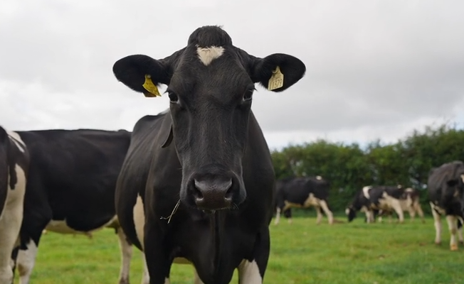 Dairy Cow in Field