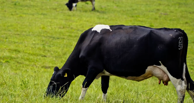 Dairy Cow Grazing 