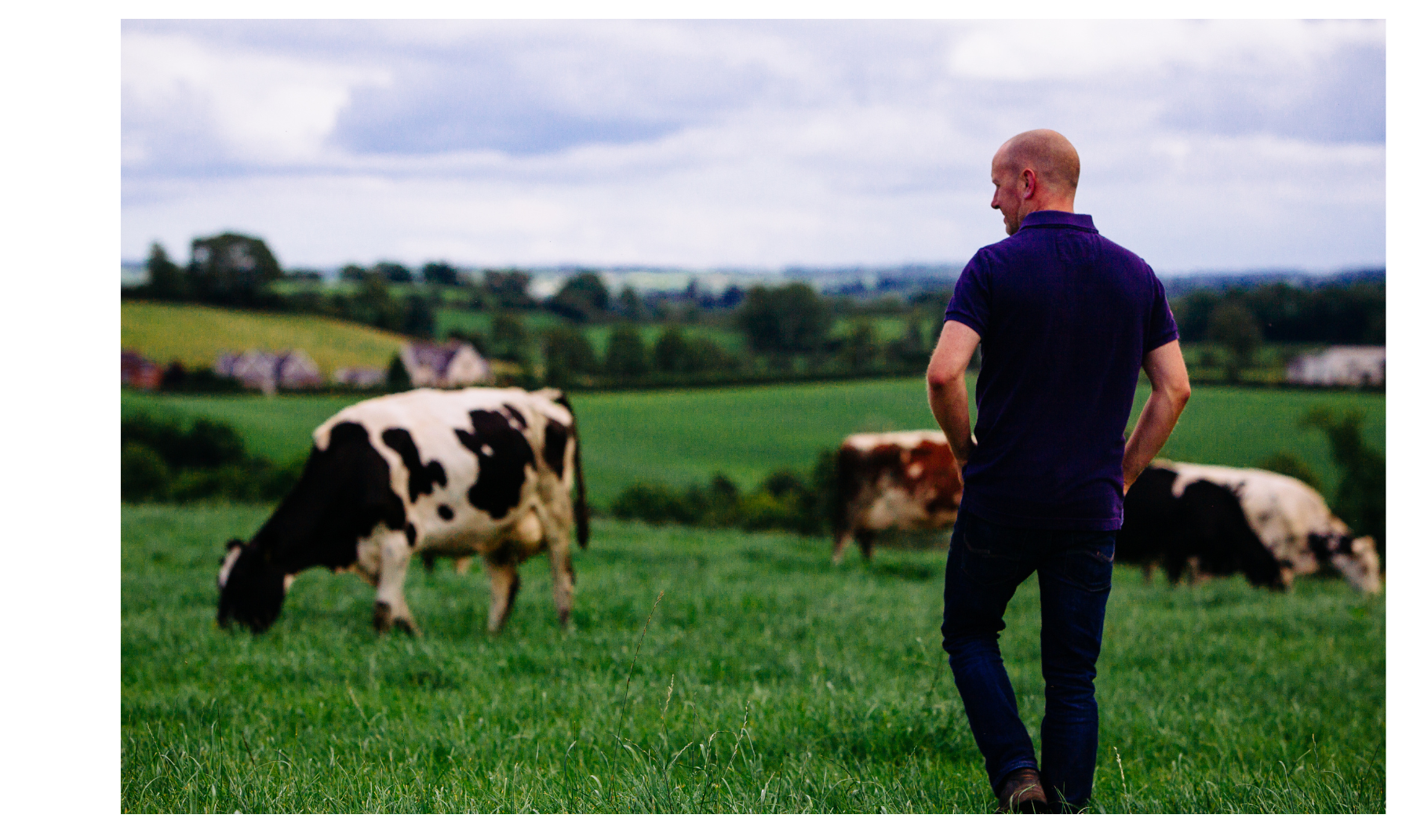 farmer standing in green field looking at cows