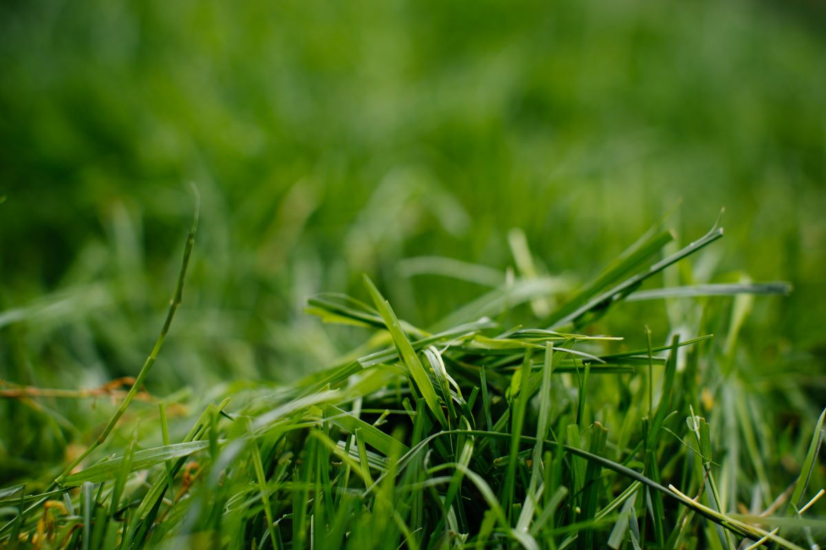 Silver Hill Duck - Banner Image