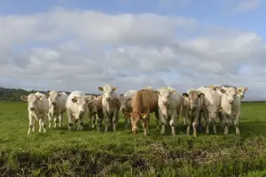 Advancing Beef Sustainability: Key Insights from the 2024 GRSB Board Meeting