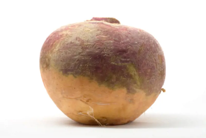 Swede