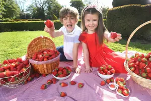 Strawberry Season