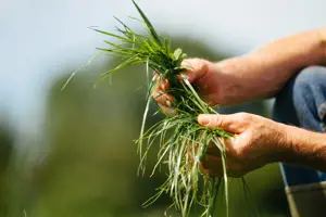 Hands with blades of grass