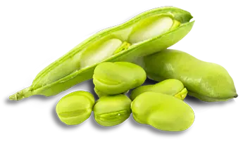 Broad Beans