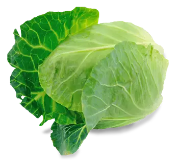 Cabbage