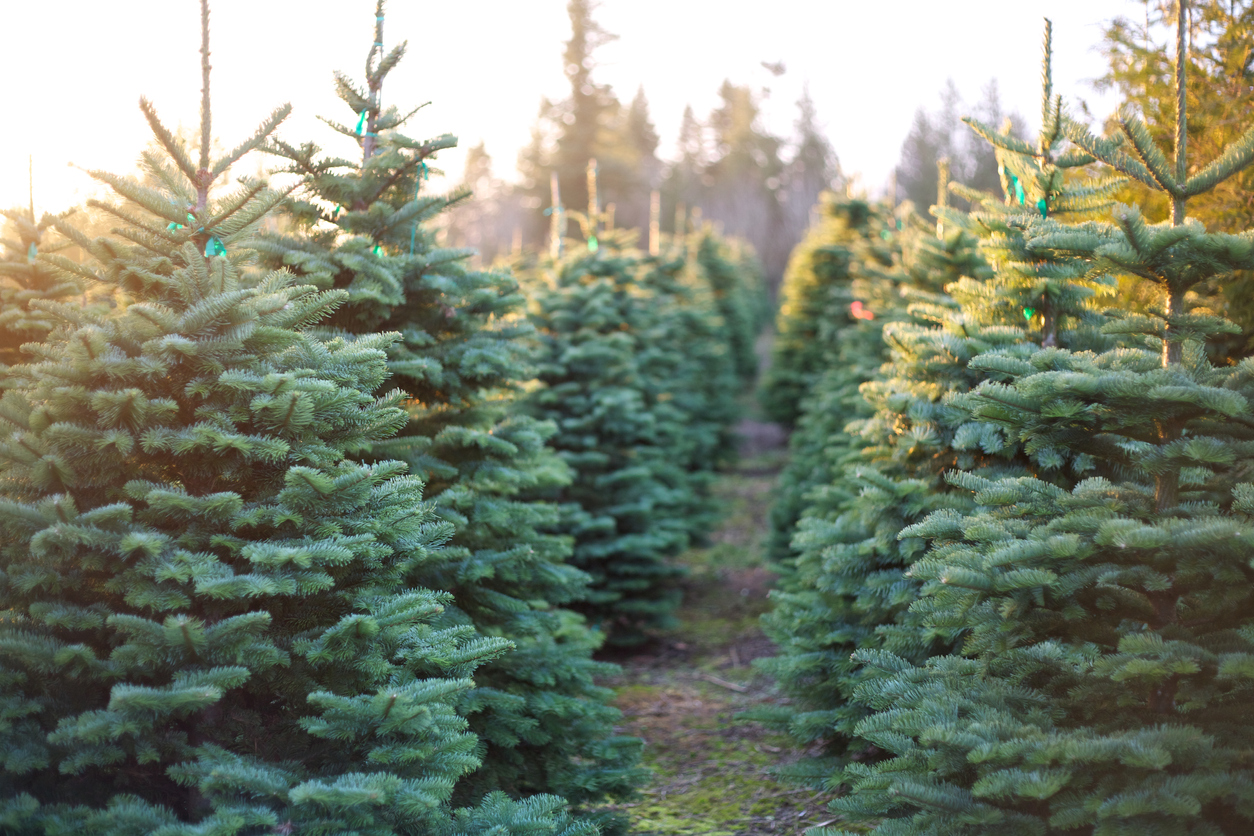 Field of christmas trees 