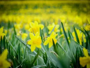 Daffodils in a field