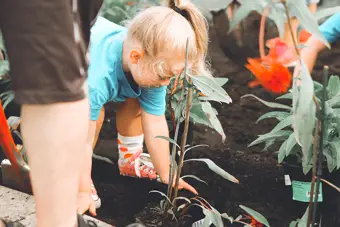 Little Growers