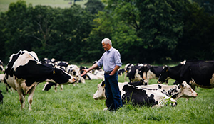 Farmer in field with dairy cows