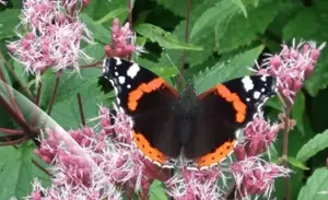 Gardening TV Advertising Campaign