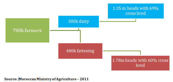 morocco ministry of agriculture cattle chart