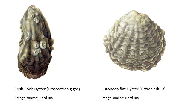 The Oyster Market in Italy The Oyster Market in Italy