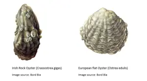 The Oyster Market in Italy