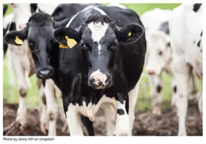 Brexit: German dairies fear chaos