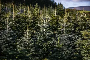 large forest of green pine trees