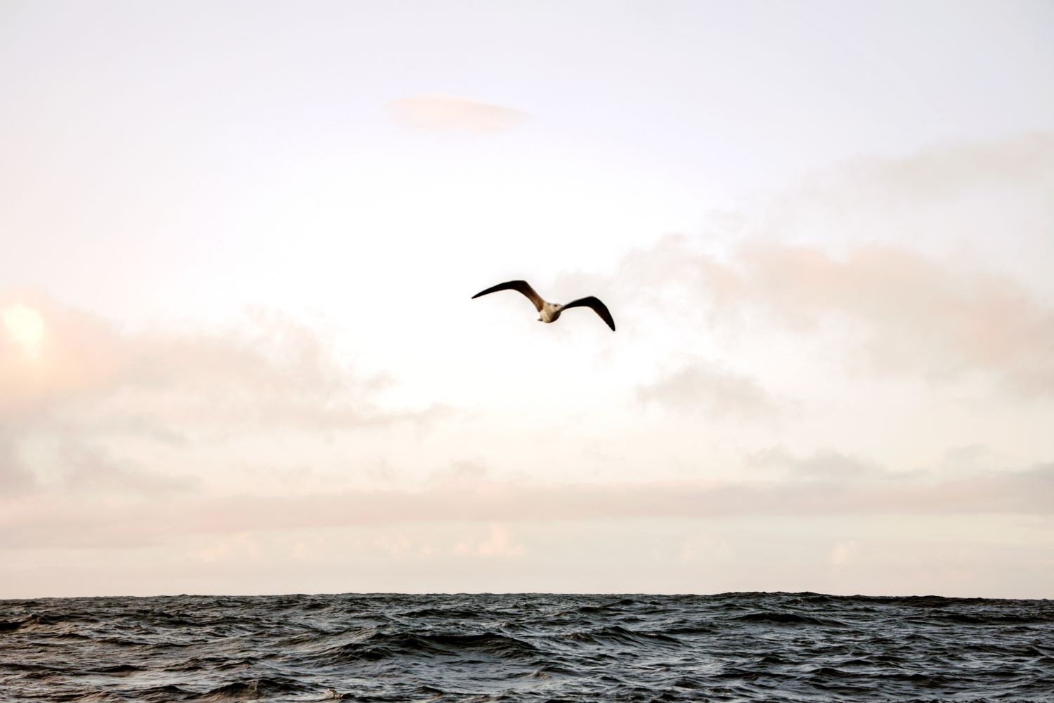 Bird over the sea