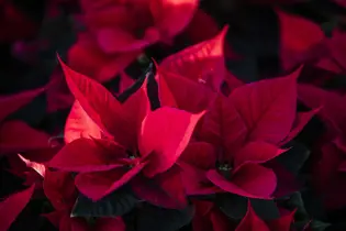 Christmas Poinsettias