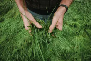 Hands holding grass in green field