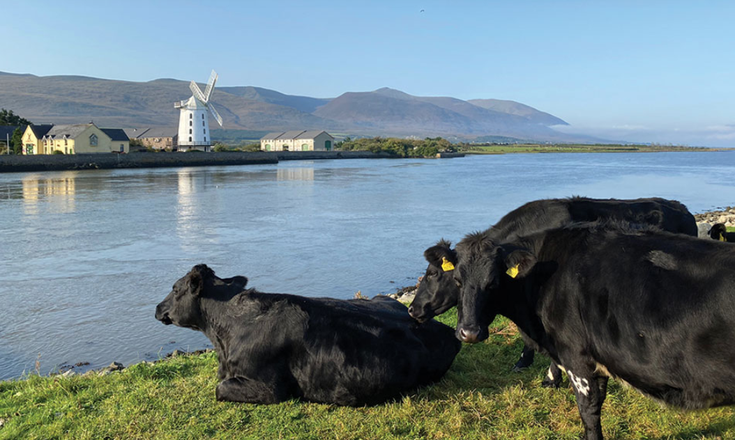 Cows by water and windmill