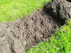 Spring bulb seeds being planted