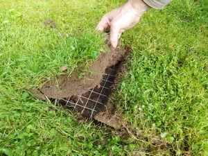 Flat turf placed ontop of planted bulbs