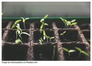 Retail Gardening: Swedish retailers are starting to grow herbs under their stores